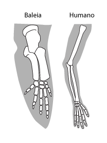 Baleias e humanos compartilham uma natureza pentadáctila (com cinco dedos) em seus membros. Alguns consideram isto uma evidência de um ancestral evolucionário comum. Outros levam isto por ser de um desenhador comum.