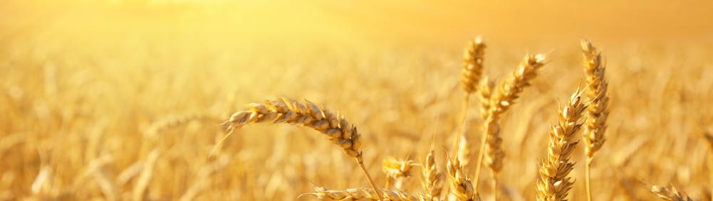 wheat field against golden sunset