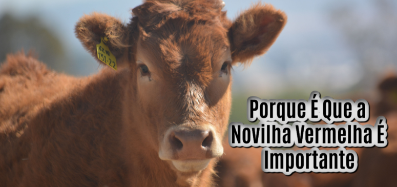  Porque É Que a Novilha Vermelha É Importante